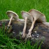 Polyporus arcularius 3